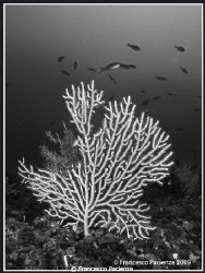 Eunicella cavolini in B&W. Taken with Nikon D60 and Nikko... by Francesco Pacienza 